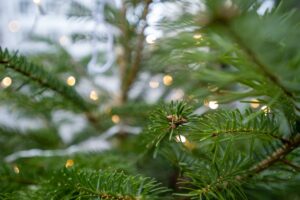 Evergreen branches with string lights.