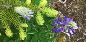 Purple lupine flowers