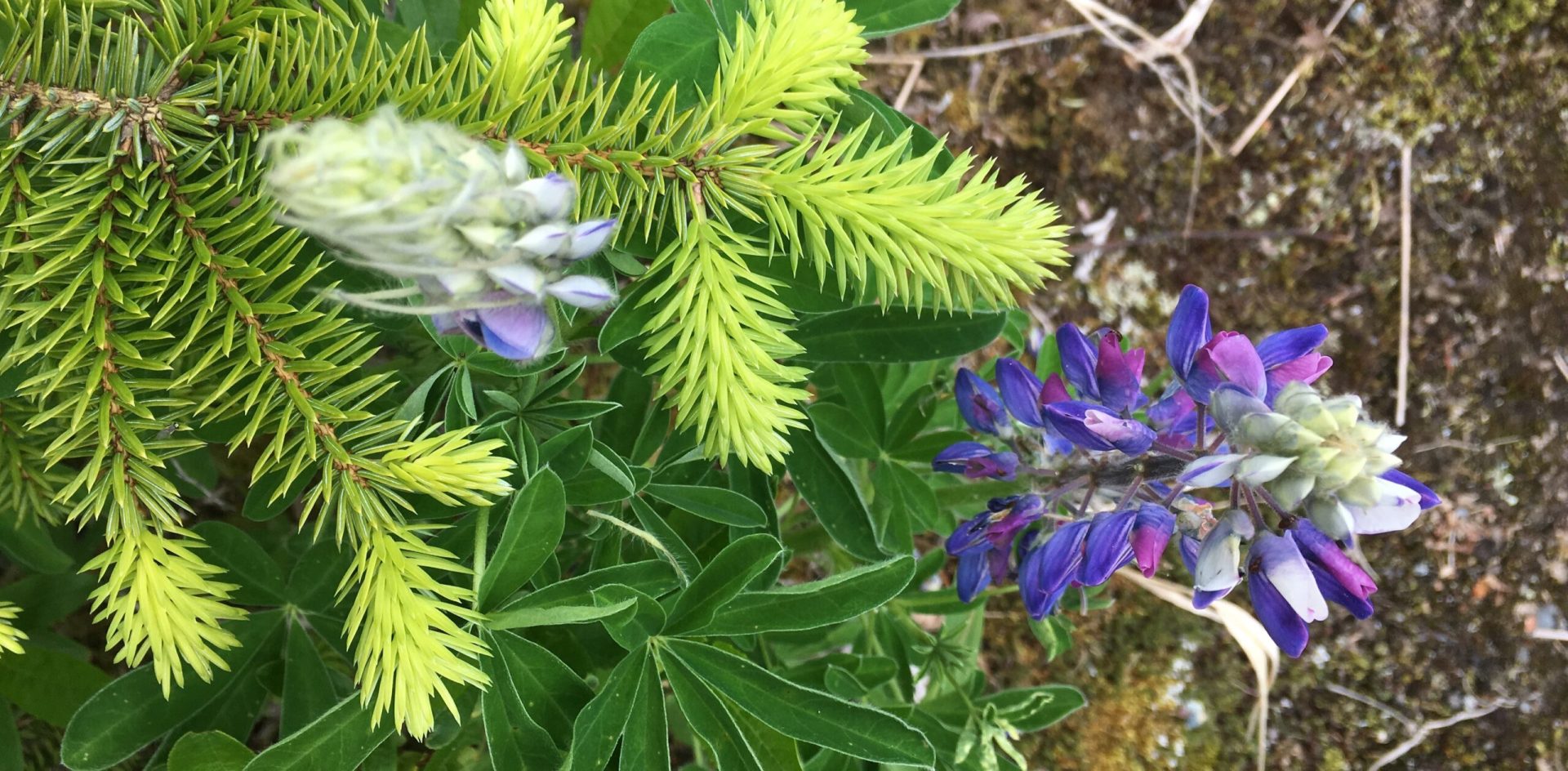 Purple lupine flowers