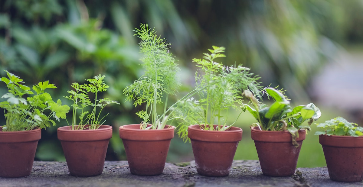 Pots of herbs in a row.
