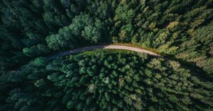 A forest from above with a winding road.