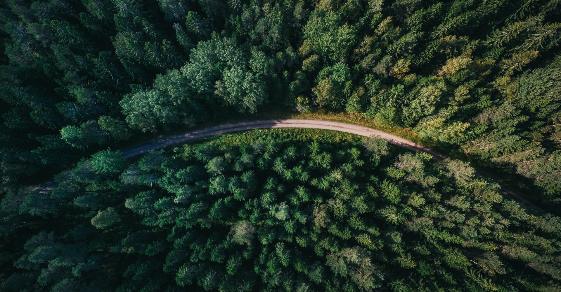 A forest from above with a winding road.